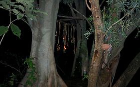 Klein Eden Forest